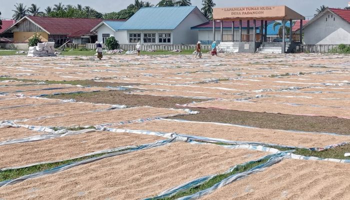 Padangon Masama Panen Raya, Warga Bersyukur Hasil Panen Melimpah