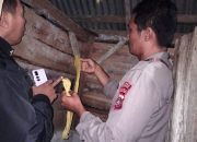 Geger, Petani di Toili Barat Ditemukan Tewas Gantung Diri