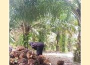 Keberadaan PT KLS Dongkrak Pertumbuhan Ekonomi Mamosalato dan Bungku Utara, Perputaran Uang Tembus Rp32 Miliar