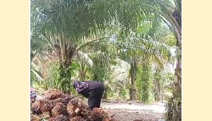 Keberadaan PT KLS Dongkrak Pertumbuhan Ekonomi Mamosalato dan Bungku Utara, Perputaran Uang Tembus Rp32 Miliar