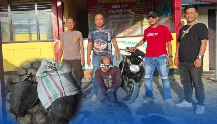 Polisi Gagalkan Perdagangan Satwa Dilindungi, Amankan Tiga Ekor Penyu di Peling Seasa
