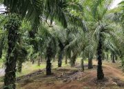 PT KLS Tepis Keraguan Publik Soal Legalitas: Beroperasi Sejak 1997 dan Semua Berizin!