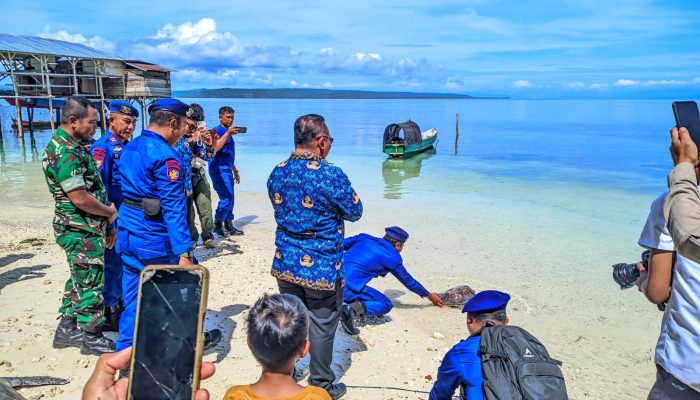 Tiga Penyu Hijau Dilepasliarkan di Pantai Tungabe, Komitmen Lindungi Ekosistem Laut Bangkep