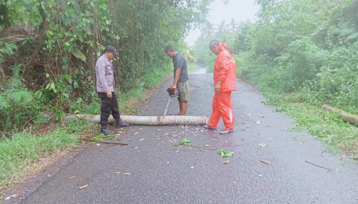 Polsek Lamala Bersama Warga Bersihkan Pohon Tumbang di Jalan Poros Desa Lomba