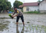 Keren, Polisi Bantu Petani di Desa Masing Batui Tanam Padi