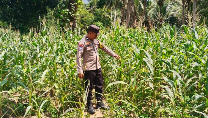 Bhabinkamtibmas Polsek Totikum Pantau Lahan Jagung Bumdes Desa Tone, Dukung Ketahanan Pangan Bangkep