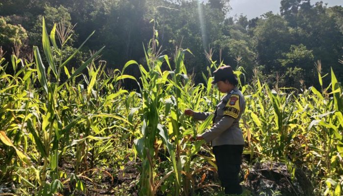 Polsek Tinangkung Pantau Pertumbuhan Jagung di Desa Saiyong, Dukung Ketahanan Pangan Nasional