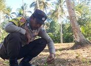 Bhabinkamtibmas Polsek Tinangkung Pantau Lahan Jagung di Desa Luksagu
