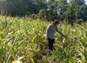 Dukung Swasembada Pangan, Bhabinkamtibmas Polsek Tinangkung Pantau Kebun Jagung di Desa Saiyong