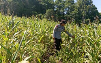 Dukung Swasembada Pangan, Bhabinkamtibmas Polsek Tinangkung Pantau Kebun Jagung di Desa Saiyong