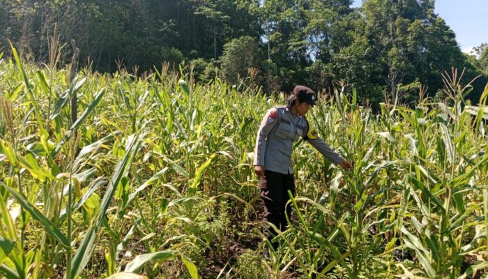 Dukung Swasembada Pangan, Bhabinkamtibmas Polsek Tinangkung Pantau Kebun Jagung di Desa Saiyong