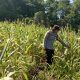 Dukung Swasembada Pangan, Bhabinkamtibmas Polsek Tinangkung Pantau Kebun Jagung di Desa Saiyong