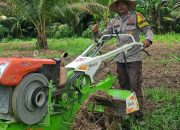 Dukung Ketahanan Pangan, Polsek Tinangkung Dampingi Pengolahan 1,5 Hektar Lahan Jagung
