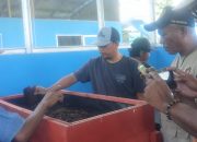 Budidaya Maggot di Tirta Jaya, Ubah Sampah Organik Jadi Pakan dan Pupuk: Integrasikan Pertanian–Perikanan