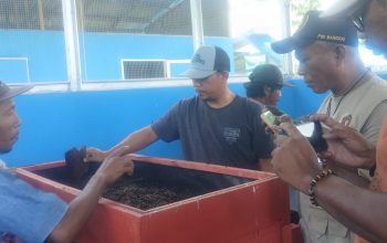 Budidaya Maggot di Tirta Jaya, Ubah Sampah Organik Jadi Pakan dan Pupuk: Integrasikan Pertanian–Perikanan