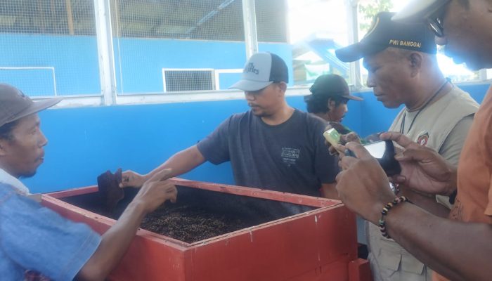 Budidaya Maggot di Tirta Jaya, Ubah Sampah Organik Jadi Pakan dan Pupuk: Integrasikan Pertanian–Perikanan
