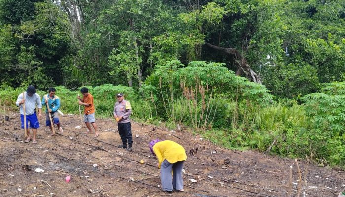 Dukung Ketahanan Pangan Nasional, Polsek Buko Tanam Jagung Bersama Warga Desa Lelang Matamaling